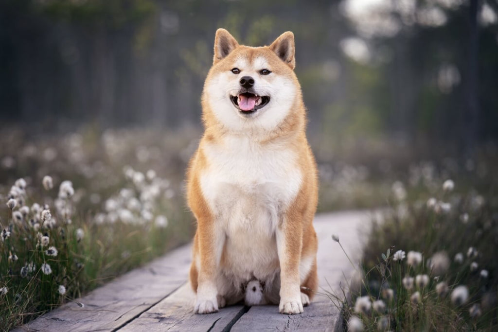 files/7-racas-de-cachorro-de-origem-japonesa-1024x683.jpg